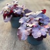 HEUCHERA 18 CM MIDNIGHT ROSE MÅLSTA